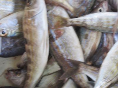 Прикрепленное изображение: IMG_0471.JPG